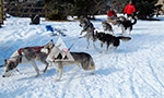 Actividad para no esquiadores trineo tirado por perros